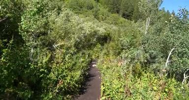 在通往山顶的路上，从一条绿色的森林泥土路上缓缓升起